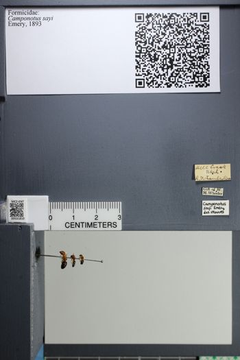 Media type: image;   Entomology 531810
